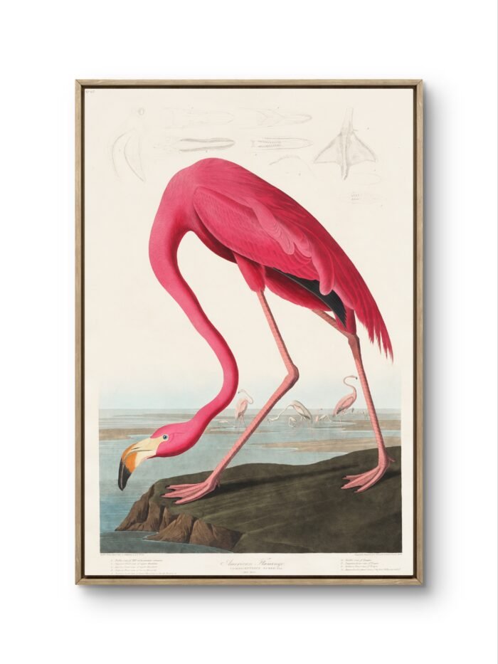 a striking and elegant flamingo, depicted in vivid pink hues