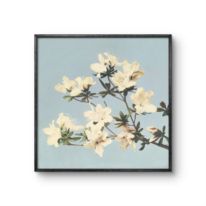 a delicate branch of azalea flowers