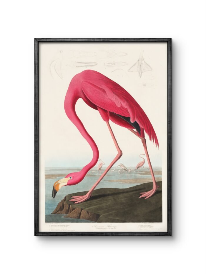 a striking and elegant flamingo, depicted in vivid pink hues