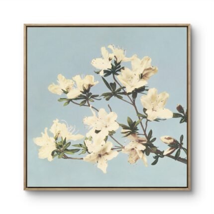 a delicate branch of azalea flowers